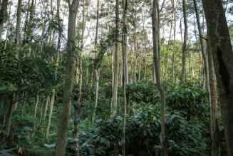 Ülikooli uuring: FSC toodab positiivset keskkonnamõju