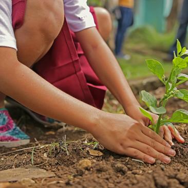 Planting