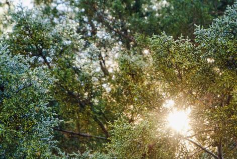 FSC / Jesús Antonio Moo Yam