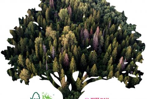 Looduslikud pühapaigad ja metsa majandamine