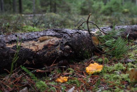 FSC metsamajandamine on keskkonnahoidlik