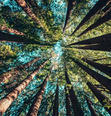 Canopy