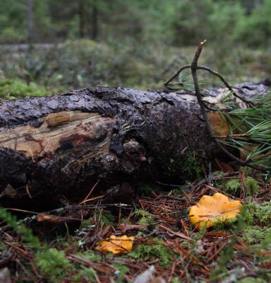 Chanterelle mushrooms