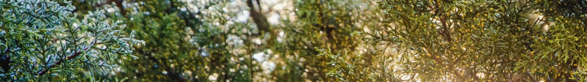 FSC / Jesús Antonio Moo Yam