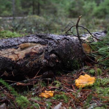 FSC metsamajandamine on keskkonnahoidlik